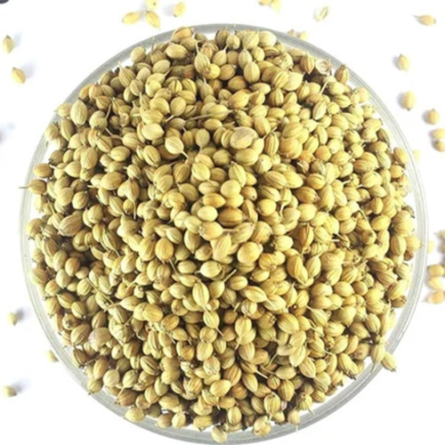 Organic Coriander Images